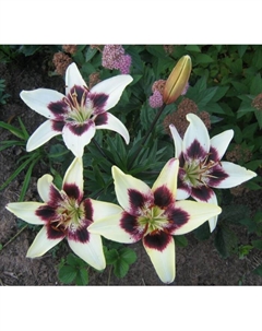 Лилия азиатская «Танго Патриция Прайд», 14/16. р-р, 2 шт., 60 h(см), Осень 2025 Поиск