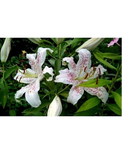 Лилия ЛОО-гибрид «Игл», 12/14. р-р, 2 шт., 110 h(см), Осень 2025 Поиск