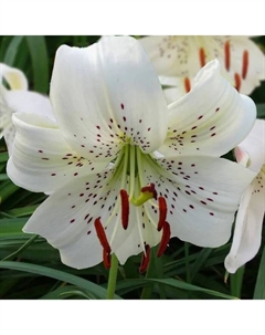 Лилия азиатская «Уайт Твинкл», 14/16. р-р, 2 шт., 115 h(см), Осень 2025 Поиск