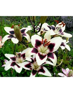 Лилия азиатская «Танго Неттис Прайд», 14/16. р-р, 2 шт., 110 h(см), Осень 2025 Поиск