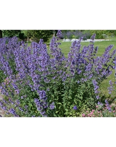 Котовник Фассена «Блу Вандер», р-р I, 1 шт., Осень 2025 Поиск