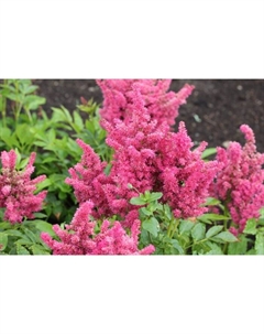 Астильба гибридная «Майти Ред Куин», I р-р, 1 шт., 100 h(см), Осень 2025 Поиск