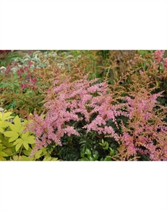 Астильба «Арендса Фламинго», I р-р, 1 шт., 60 h(см), Осень 2025 Поиск
