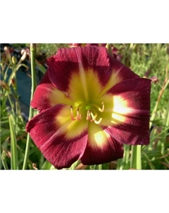 Лилейник гибридный «Найт Бекон», I р-р, 1 шт., 60 h(см), Осень 2025 Поиск