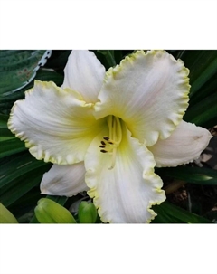 Лилейник гибридный «Близард Бей», I р-р, 1 шт., 60 h(см), Осень 2025 Поиск