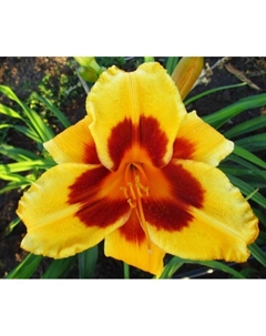 Лилейник гибридный «Блэк Айд Сьюзан», I р-р, 1 шт., 60 h(см), Осень 2025 Поиск