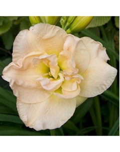 Лилейник гибридный «Жан Свон», I р-р, 1 шт., 70 h(см), Осень 2025 Поиск