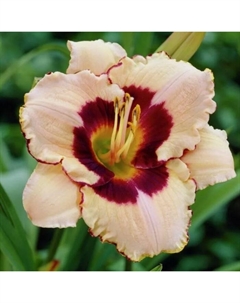 Лилейник гибридный «Канадиан Бордер Петрол», I р-р, 1 шт., 60 h(см), Осень 2025 Поиск