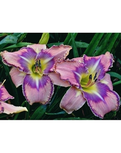 Лилейник гибридный «Милдред Митчел», I р-р, 1 шт., 55 h(см), Осень 2025 Поиск