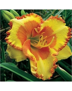 Лилейник гибридный «Ирисистабл Шарм», I р-р, 1 шт., 65 h(см), Осень 2025 Поиск