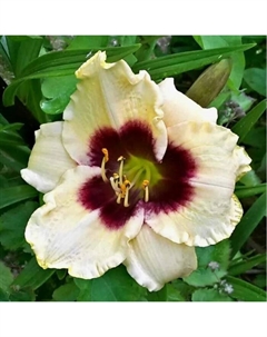 Лилейник гибридный «Пандорас Бокс», I р-р, 1 шт., 50 h(см), Осень 2025 Поиск