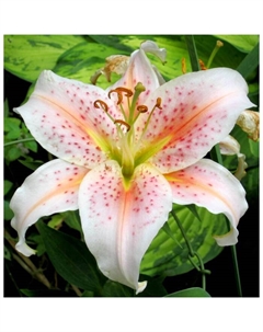 Лилия восточная «Салмон Стар», 14/16. р-р, 2 шт., 90 h(см), Осень 2025 Поиск