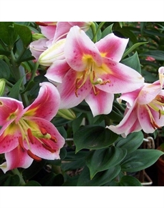 Лилия восточная горшечная Анжелика, 12/14 р-р, 2 шт, 25 h(см), Осень 2025 Поиск