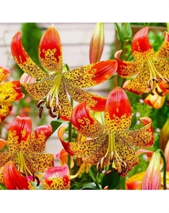 Лилия видовая «Фьюжн», 14/16. р-р, 1 шт., 100 h(см), Осень 2025 Поиск