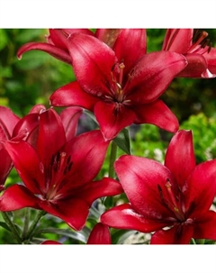Лилия азиатская «Ред Каунти», 14/16. р-р, 2 шт., 100 h(см), Осень 2025 Поиск