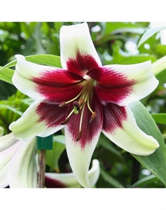 Лилия видовая «Куси Мая», 14/16. р-р, 1 шт., 80 h(см), Осень 2025 Поиск