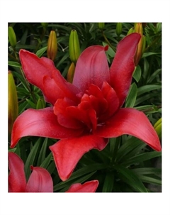 Лилия азиатская махровая «Болд Игл», 14/16. р-р, 2 шт., 100 h(см), Осень 2025 Поиск