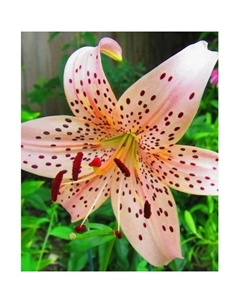 Лилия азиатская «Пинк Джайант», 14/16. р-р, 2 шт., 85 h(см), Осень 2025 Поиск