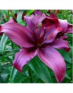 Лилия азиатская Дименшн, 14/16. р-р, 2 шт, 120-130 h(см), Осень 2025 Поиск