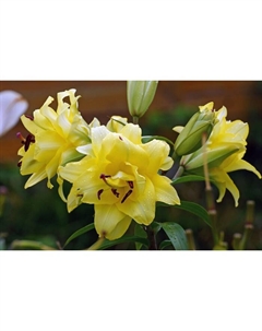 Лилия восточная махровая Экзотик Сан, 14/16. р-р, 1 шт, 80 h(см), Осень 2025 Поиск