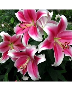 Лилия ЛОО-гибрид «Пинк Бриллиант», 12/14. р-р, 2 шт., 120 h(см), Осень 2025 Поиск