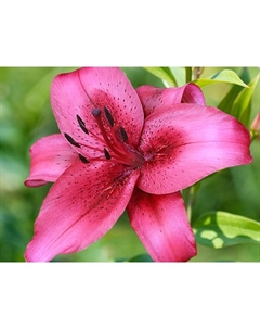 Лилия ОА-гибрид «Новембер Рейн», 14/16. р-р, 2 шт., 120 h(см), Осень 2025 Поиск