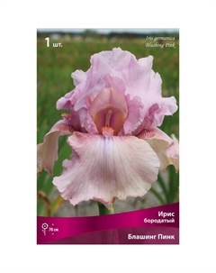 Ирис бородатый «Блашинг Пинк», 1 шт., р-р I, Осень 2025 Поиск