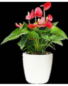 Вазон BOTANICA Ratan с автополивом Botanica