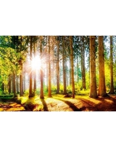 Фотообои листовые Citydecor Природа 149