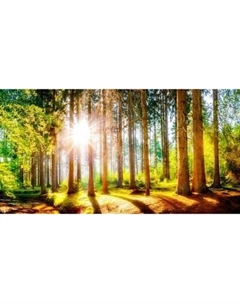 Фотообои листовые Citydecor Природа 149