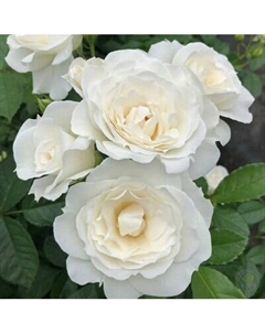 Саженец цветка Красный клен Роза флорибунда Baby Schneewittchen