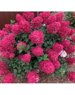 Саженец кустарника Красный клен Гортензия метельчатая Samarskaya Lydia