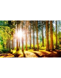 Фотообои листовые Citydecor Природа 149