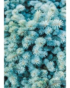 Ежедневник Listoff Ель / ЕЖЛ23519207