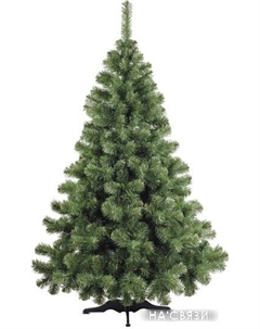 Ель Арктика 2.1 м Бифорес