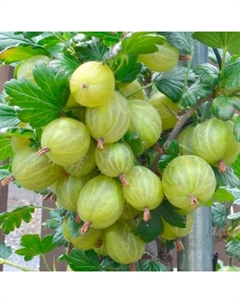 Саженец Крыжовник Инвикта, С2 горшок, Н20-40 высота, 1 шт., Лето 2025 Поиск