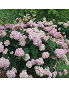 Саженец Гортензия древовидная Кандибел Баблгам, С3 горшок, Н10-50 высота, 1 шт. Поиск