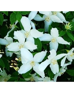 Саженец кустарника Красный клен Чубушник гибридный Silberregen