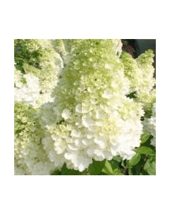 Саженец кустарника Красный клен Гортензия метельчатая Polar Bear