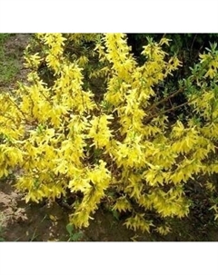 Саженец кустарника Красный клен Форзиция средняя Minigold