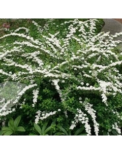 Саженец кустарника Красный клен Спирея ниппонская Snoumound