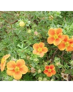 Саженец кустарника Красный клен Лапчатка кустарниковая Hopley's Orange