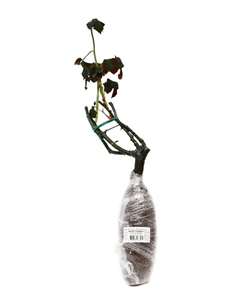 Саженец Роза чайно-гибридная «Виолет Парфюм», туба, 1 шт. Поиск