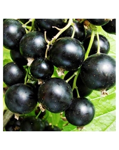 Смородина черная традиционные сорта "Катюша ", 1 шт, туба, Весна 2025 Поиск