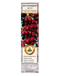 Саженец Актинидия аргута «Пурпурна Садова», декоративный, плодовый, лиана, туба, 1 шт. Поиск