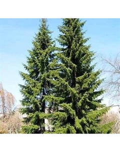 Саженец дерева Красный клен Ель сербская