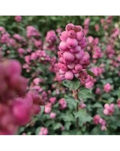 Саженец кустарника Красный клен Снежноягодник Symphony Rumble