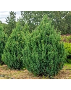 Саженец кустарника Красный клен Можжевельник китайский Stricta