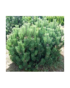 Саженец кустарника Красный клен Сосна горная Mughus