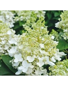 Саженец кустарника Красный клен Гортензия метельчатая Baby Lace